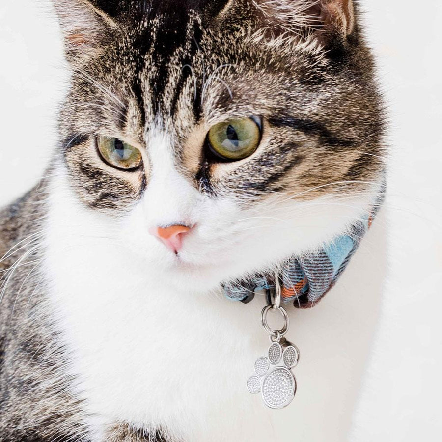 Cat wearing Moonglow Pet Tag in Stainless Steel